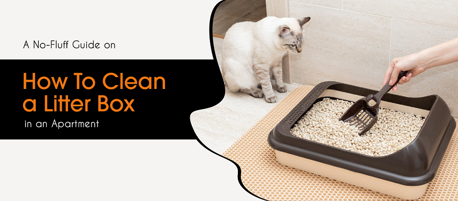 Blog featured image of the article- how to clean a litter box in an apartment