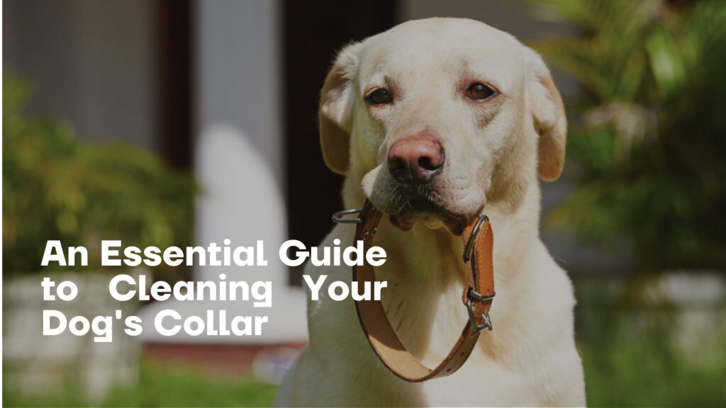 how to clean dog collar